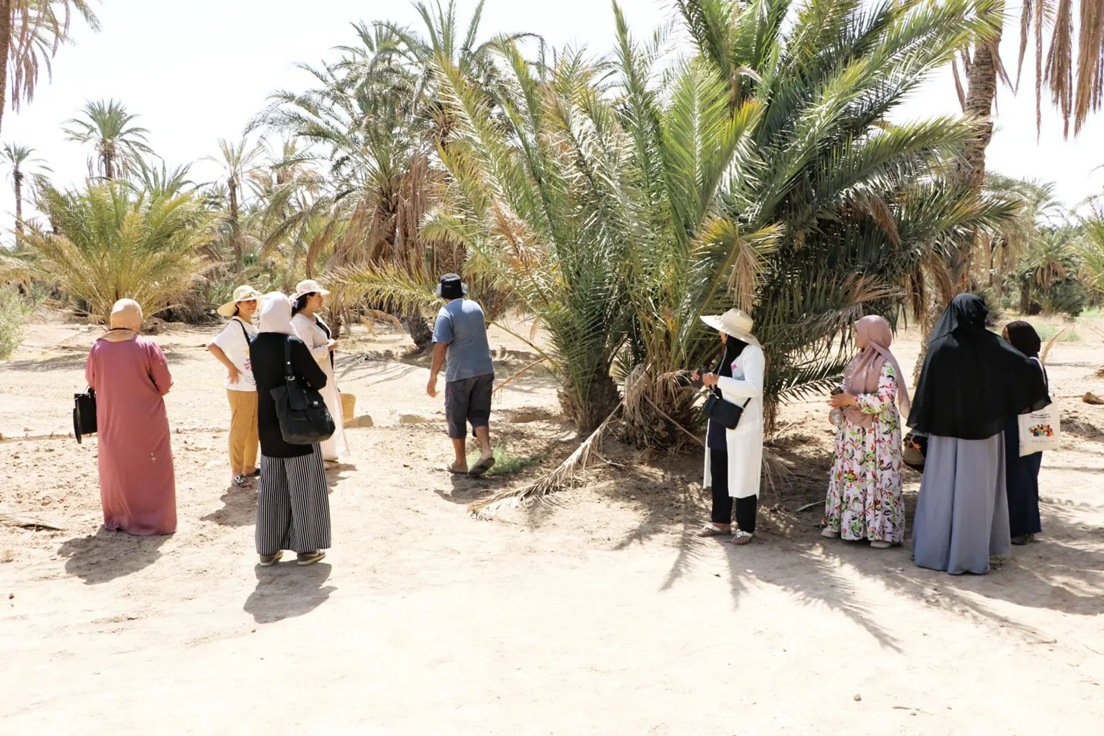Participantes en visite dans une palmeraie de Gafsa
